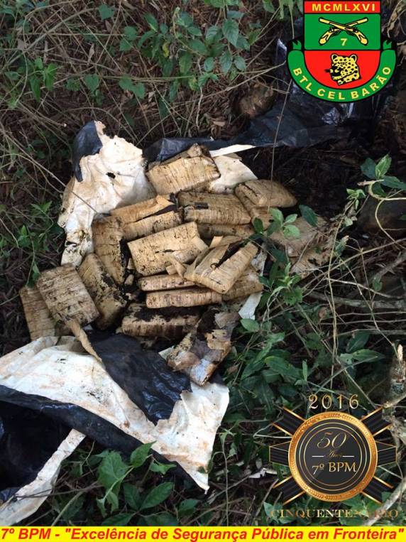 Maconha é escondida 

em mato e policiais localizam mais de 29kg da droga - foto 2