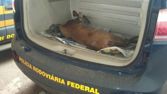 PRF - Divulgação de resultados do ano de 2015 - foto 7