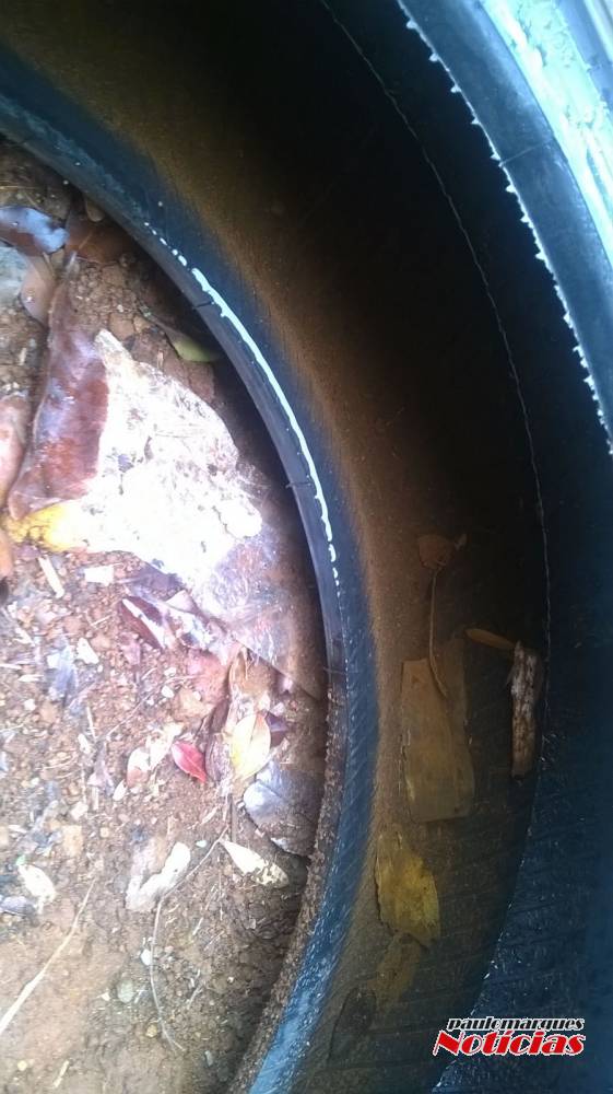 Moradores de Boa Vista
do Buricá reclamam de depósito de lixo sem proteção - foto 3