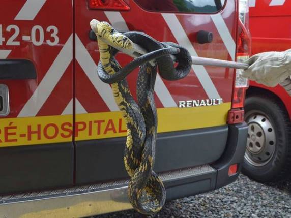 Cobra de 4 metros é capturada dentro de casa em São Francisco do Sul - foto 3