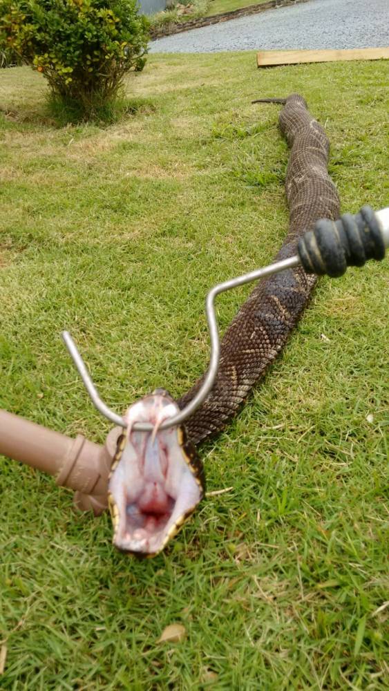 Funcionário do local encontrou réptil quando ia roçar terreno em Corupá