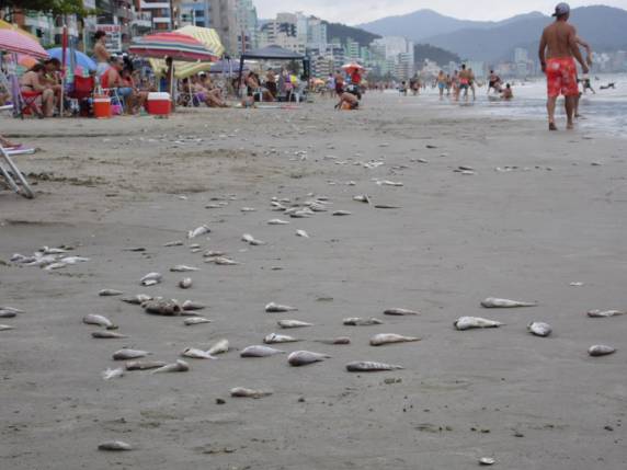 Descarte de embarcações pesqueiras
provoca aparecimento de peixes mortos na Orla da Meia Praia - foto 3