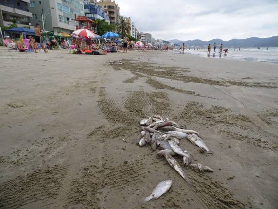 Descarte de embarcações pesqueiras
provoca aparecimento de peixes mortos na Orla da Meia Praia - foto 2