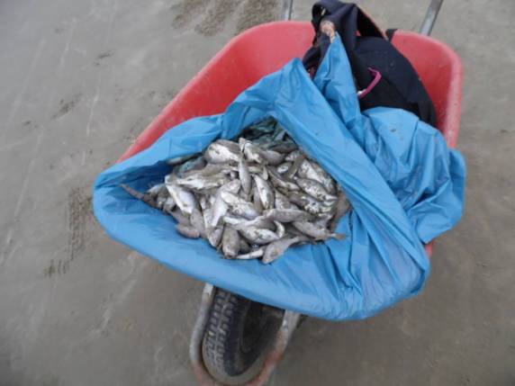 Descarte de embarcações pesqueiras
provoca aparecimento de peixes mortos na Orla da Meia Praia - foto 5