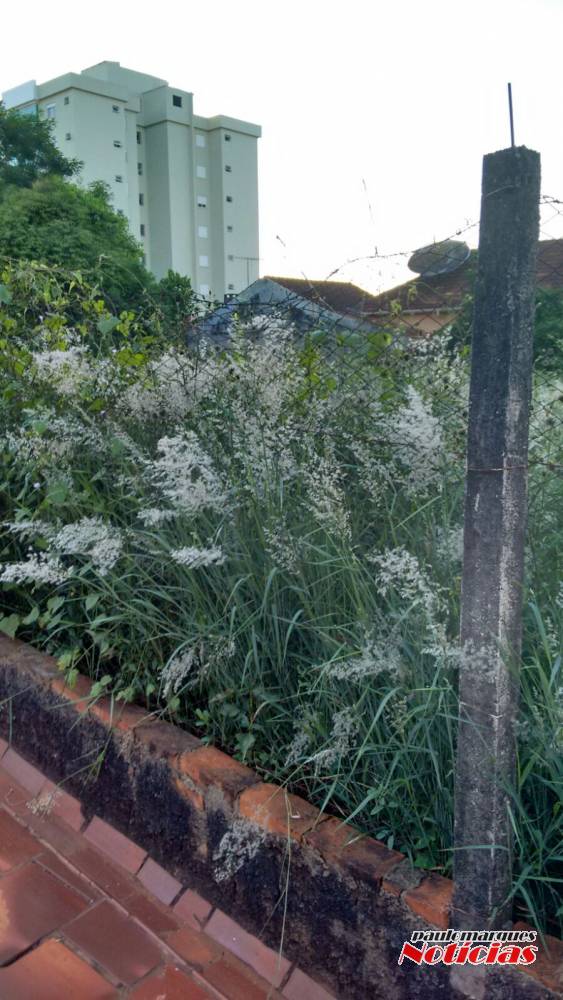 Terreno baldio
tomado por sujeira motiva reclamação, no centro de Três de Maio - foto 2
