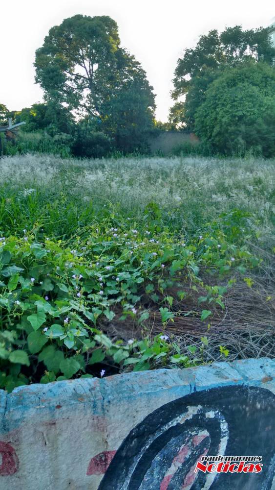 Terreno baldio
tomado por sujeira motiva reclamação, no centro de Três de Maio - foto 4