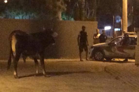 Evento acontece na Grande 

Florianópolis e terá ações em Penha, Porto Belo, Itapema, Bombinhas, Tijucas e Itajaí