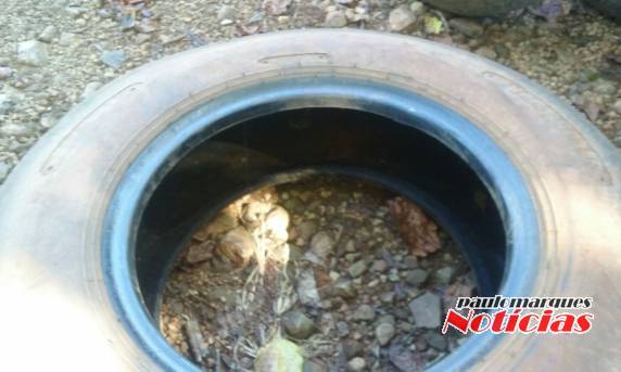 Terreno da prefeitura de Alegria motiva denúncia de munícipe - foto 3
