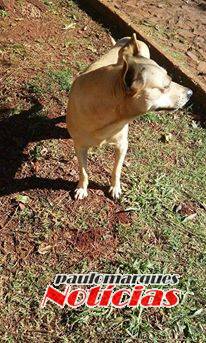 Santarosenses denunciam matança de cães no bairro
Cruzeiro - foto 3