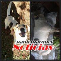 Santarosenses denunciam matança de cães no bairro
Cruzeiro - foto 2