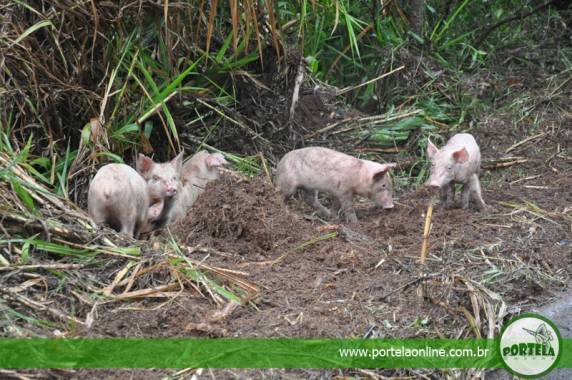 Caminhão carregado com suínos tomba na RSC-472, em Tenente Portela - foto 3