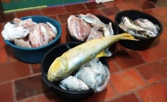 Policia Ambiental realiza apreensão de peixes na região das missões - foto 2
