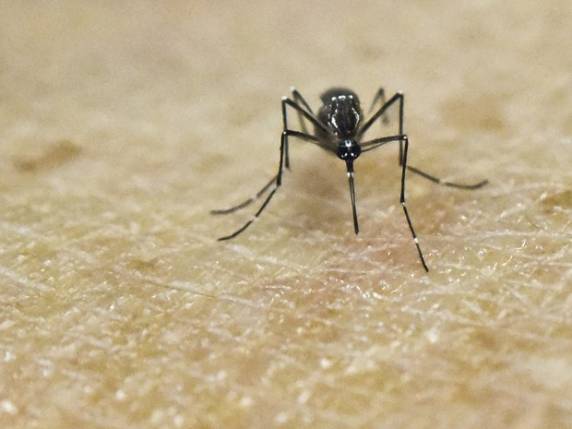 Dos 

2.884 casos de dengue, 2.628 tiveram transmissão dentro do estado