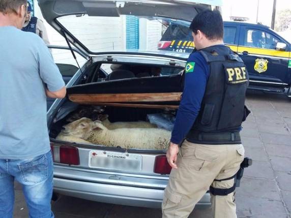 Animais estavam com patadas amarradas e sem ventilação dentro do carro