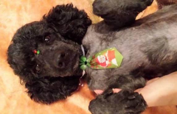 Câmara de monitoramento flagrou carro atingindo um poodle duas vezes. 

Polícia investiga o caso e já possui um suspeito