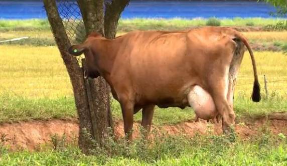 Projeto no Sul de SC propõe trocar antibióticos por método alternativo