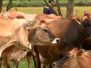 Projeto no Sul de SC propõe trocar antibióticos por método alternativo
