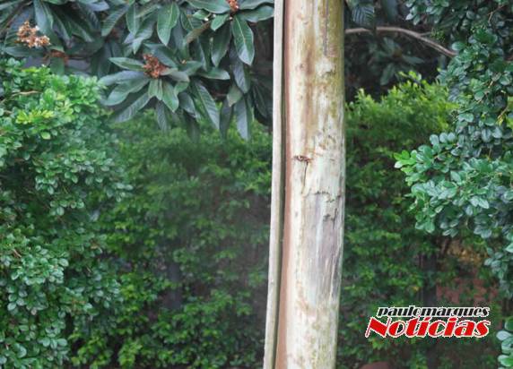 Caminhão da prefeitura bate em poste e deixa parte do bairro Oriental sem energia elétrica - foto 4