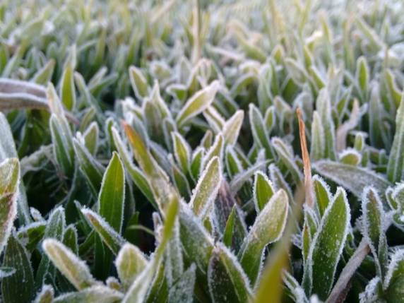 Urupema
registra a temperatura mais baixa de 2016 em Santa Catarina - foto 2