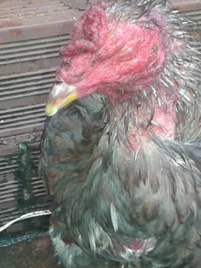 Ação de policiais da BM de Panambi e POE acabam com rinhas de galo - foto 3