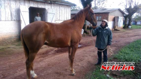 Casos do Mormo em cavalos vem mobilizando criadores em diferentes regiões do Estado RS - foto 3