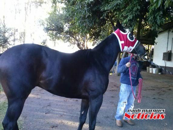 Casos do Mormo em cavalos vem mobilizando criadores em diferentes regiões do Estado RS - foto 7