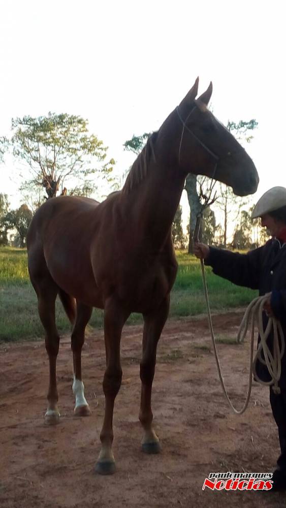 Casos do Mormo em cavalos vem mobilizando criadores em diferentes regiões do Estado RS - foto 6