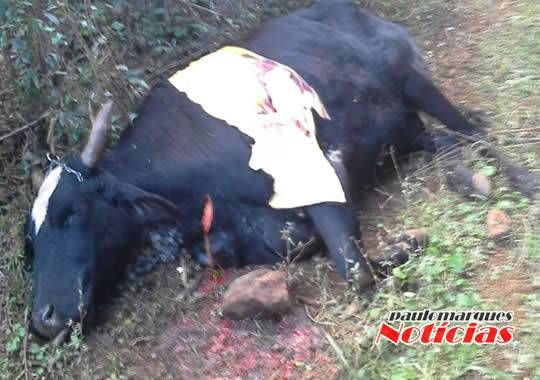 Ladrões são surpreendidos carneando uma vaca no interior de Três de Maio - foto 4