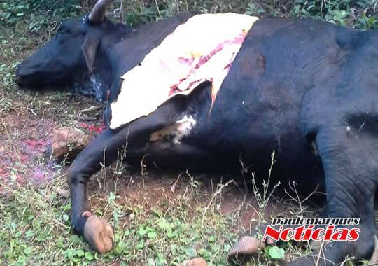 Ladrões são surpreendidos carneando uma vaca no interior de Três de Maio - foto 3