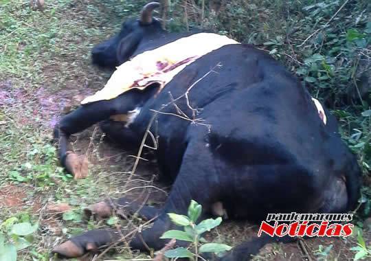 Ladrões são surpreendidos carneando uma vaca no interior de Três de Maio - foto 2