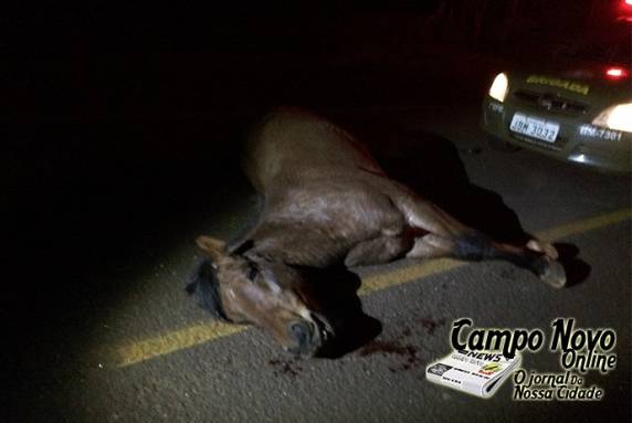 Cavalo solto na pista provoca acidente na BR 468 em Campo Novo - foto 2