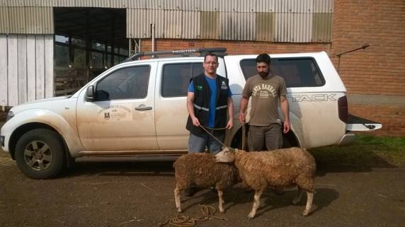 Ovelhas são encontradas em porta malas de veículo - foto 2