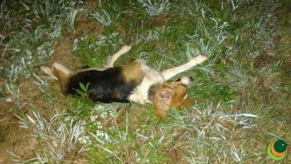 Animal solto na pista resulta em colisão com morte na BR-285 - foto 5