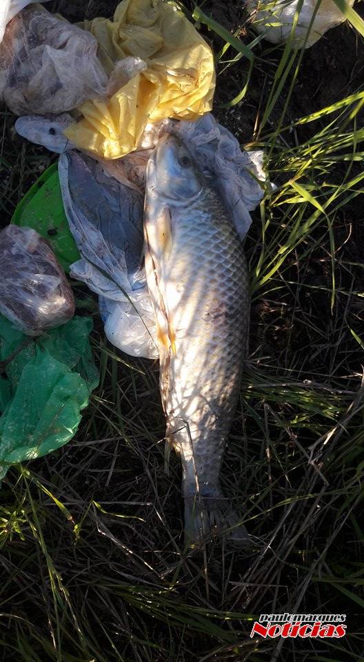 Descarte de lixo na entrada de uma lavoura em 

Três de Maio - foto 3