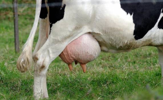 Manejo correto é essencial para garantir o potencial produtivo da vaca