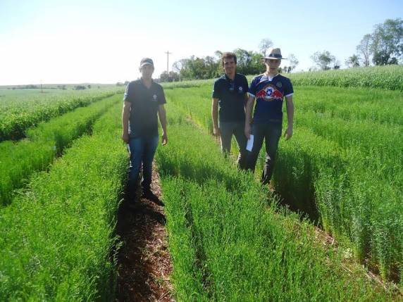 Acadêmicos de Agronomia da SETREM desenvolvem
experimentos em toda a região - foto 3
