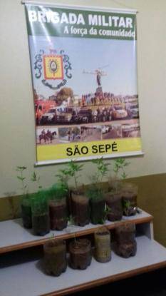 Dono das mudas não foi localizado