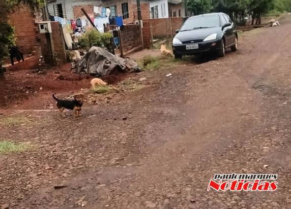 Excessivo número de cães impede entregas na rua Margarida em
Três de Maio - foto 4