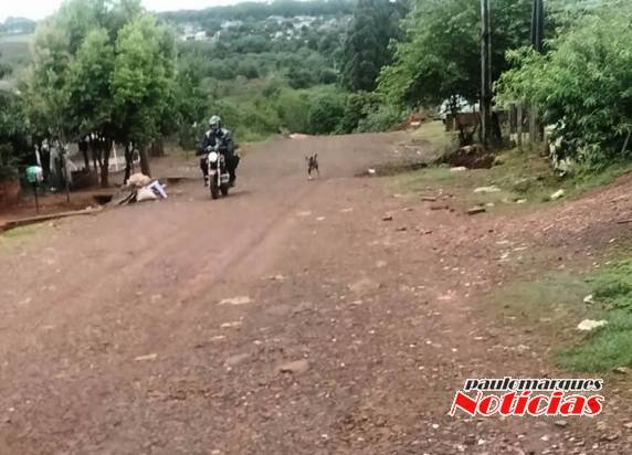Excessivo número de cães impede entregas na rua Margarida em
Três de Maio - foto 5