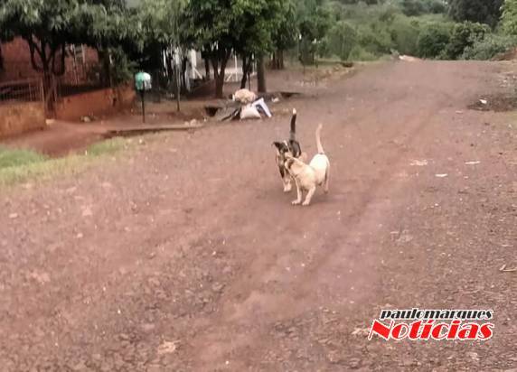 Excessivo número de cães impede entregas na rua Margarida em
Três de Maio - foto 2