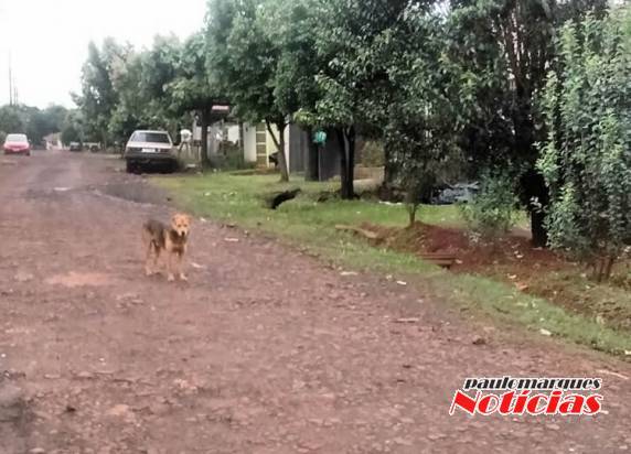 Excessivo número de cães impede entregas na rua Margarida em
Três de Maio - foto 3