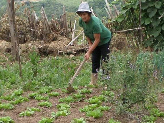 Eles acreditam que o horário normal é melhor para o trabalho no campo