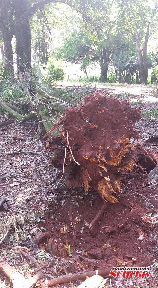 Vento derrubara árvore no interior de Três de Maio - foto 2