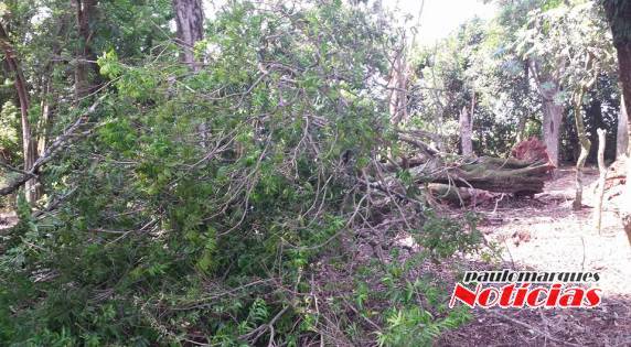 Vento derrubara árvore no interior de Três de Maio - foto 3