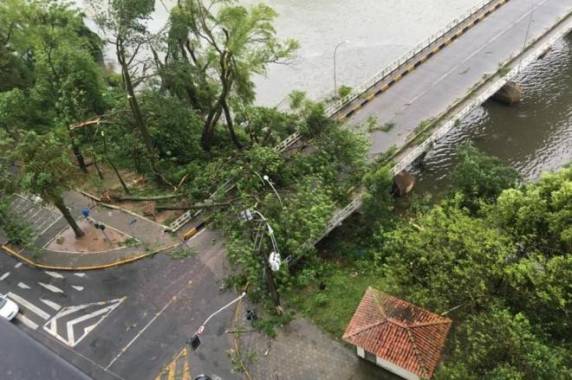 Vendaval derrubou 

árvores em várias partes de Tubarão