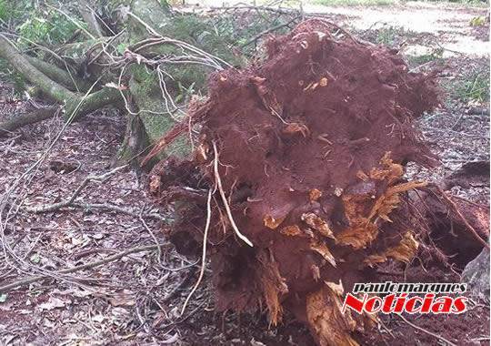 Foram registradas quedas de 

árvore em pontos da capital no domingo