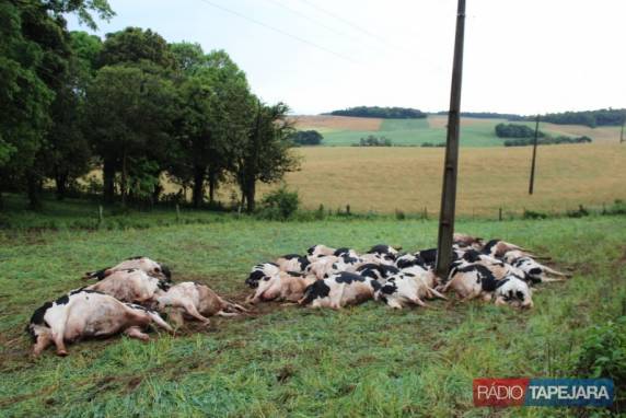 Trinta
e oito vacas morrem eletrocutadas no RS - foto 4