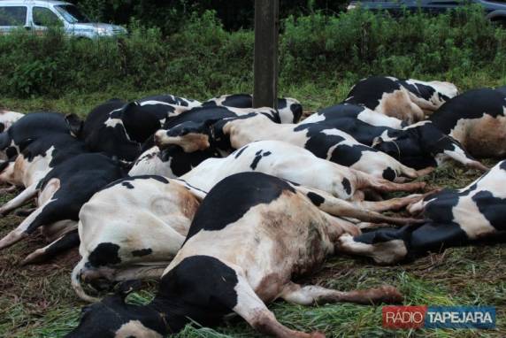 Trinta
e oito vacas morrem eletrocutadas no RS - foto 2