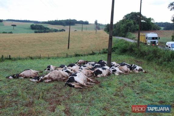 Trinta
e oito vacas morrem eletrocutadas no RS - foto 3