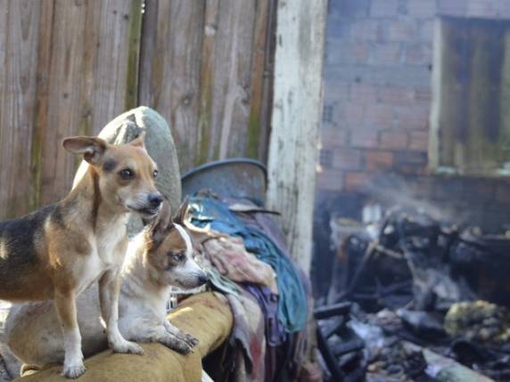 Idosa fica em estado grave e 9 cães morrem após casa pegar
fogo em SC - foto 2
